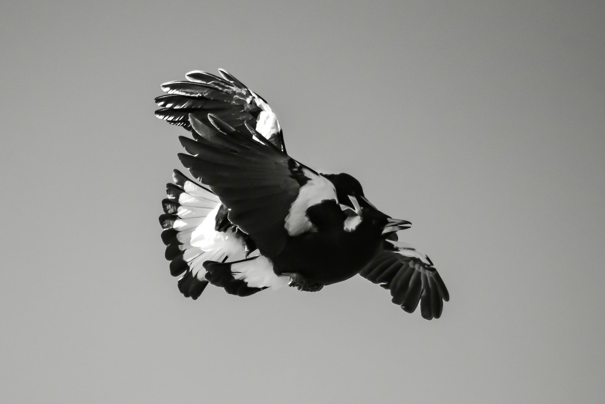 Magpies Bird